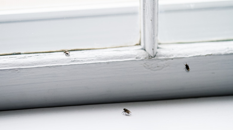 10 things to place on your window sills to keep pests out