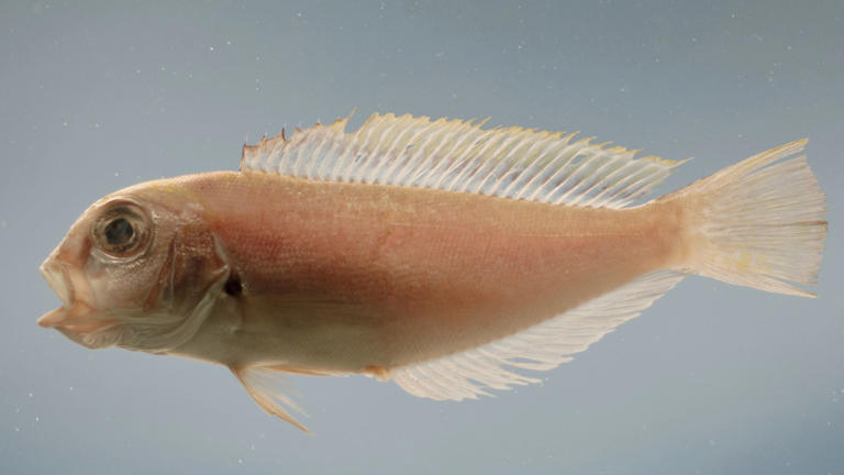 Spinnerbaits Kit De Leurres De Pêche Au Bar, 16 Pièces Leurres Rotatifs En Métal Dur Avec Sac De Transport Portable