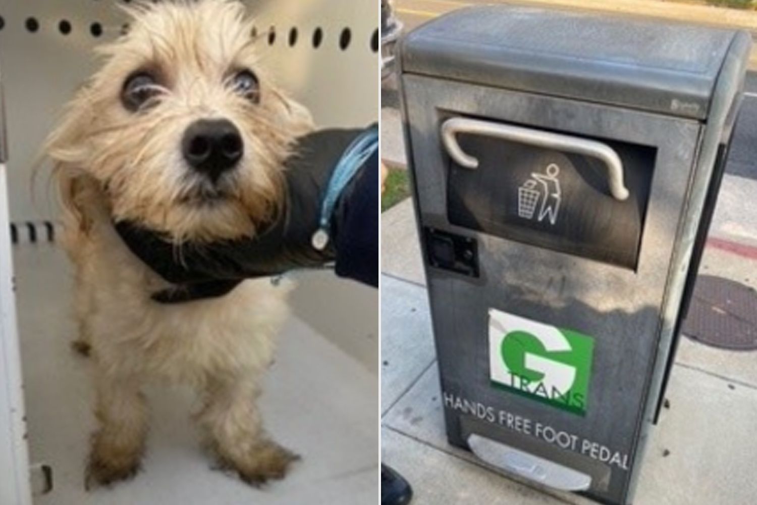 California dog abandoned in compactor trash can finds home on Christmas