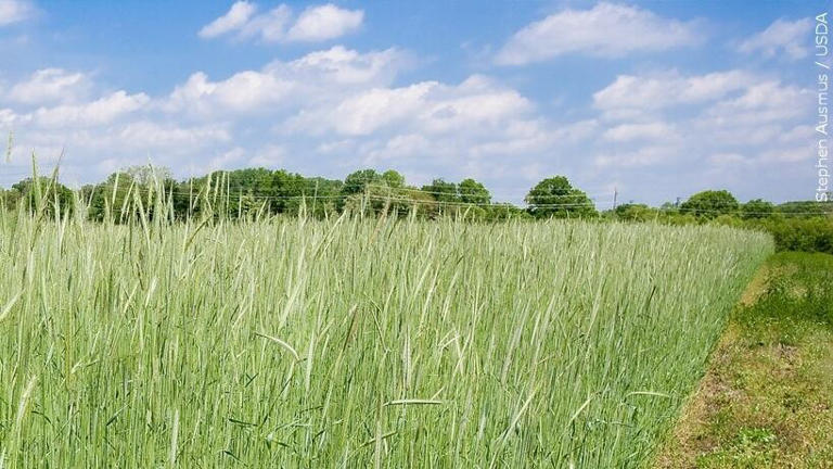 More details released about $12 billion aid program for farmers