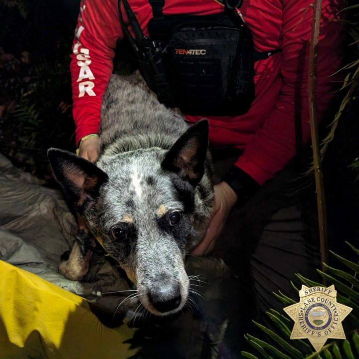 Missing woman, 82, found alive in the woods after dog kept her warm ...