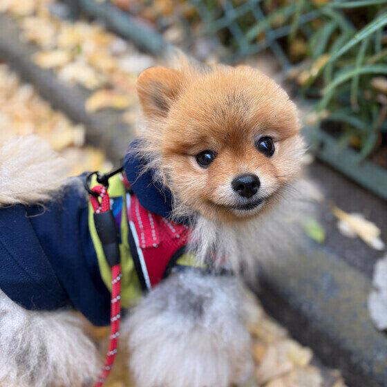 犬が冬の散歩に行きたがらない理由と対策法｜嫌がるときの上手な対応ポイント