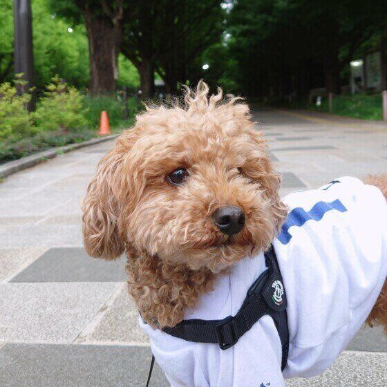 犬が冬の散歩に行きたがらない理由と対策法｜嫌がるときの上手な対応ポイント