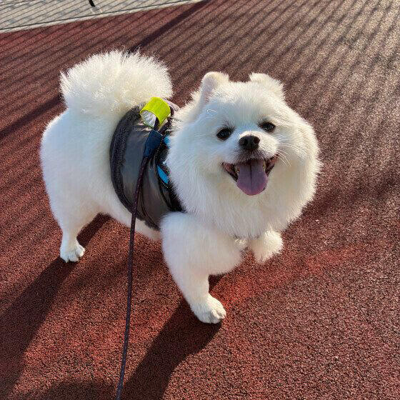 犬が冬の散歩に行きたがらない理由と対策法｜嫌がるときの上手な対応ポイント