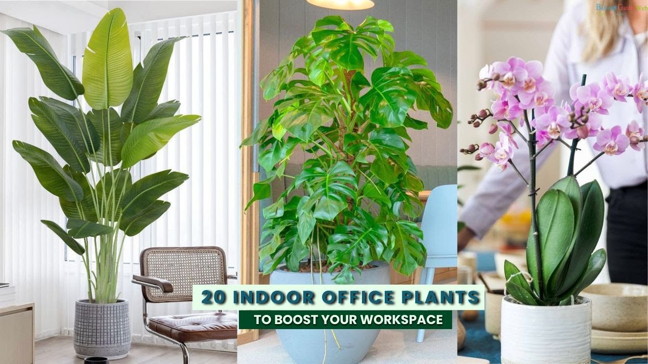 20 indoor office plants that make your workspace healthier