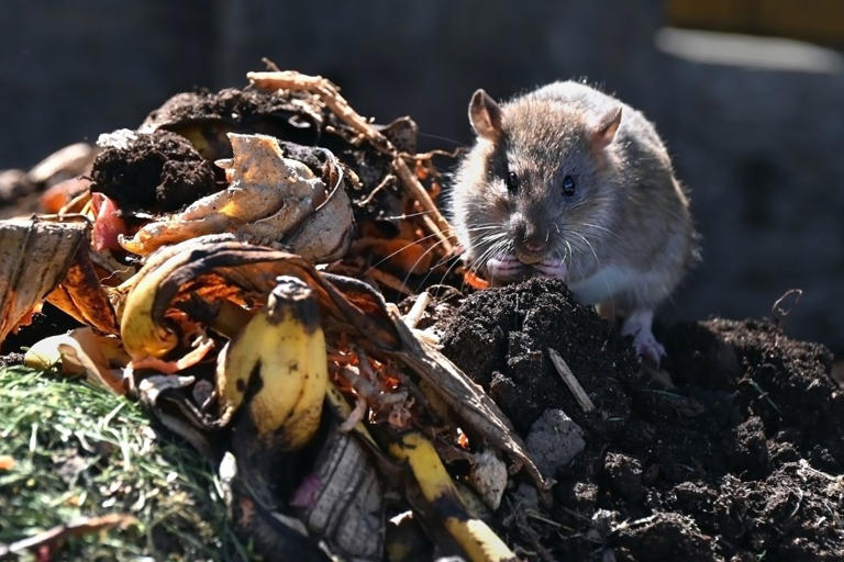 Vous adorez ces plantes… les rats aussi : ils envahissent votre jardin