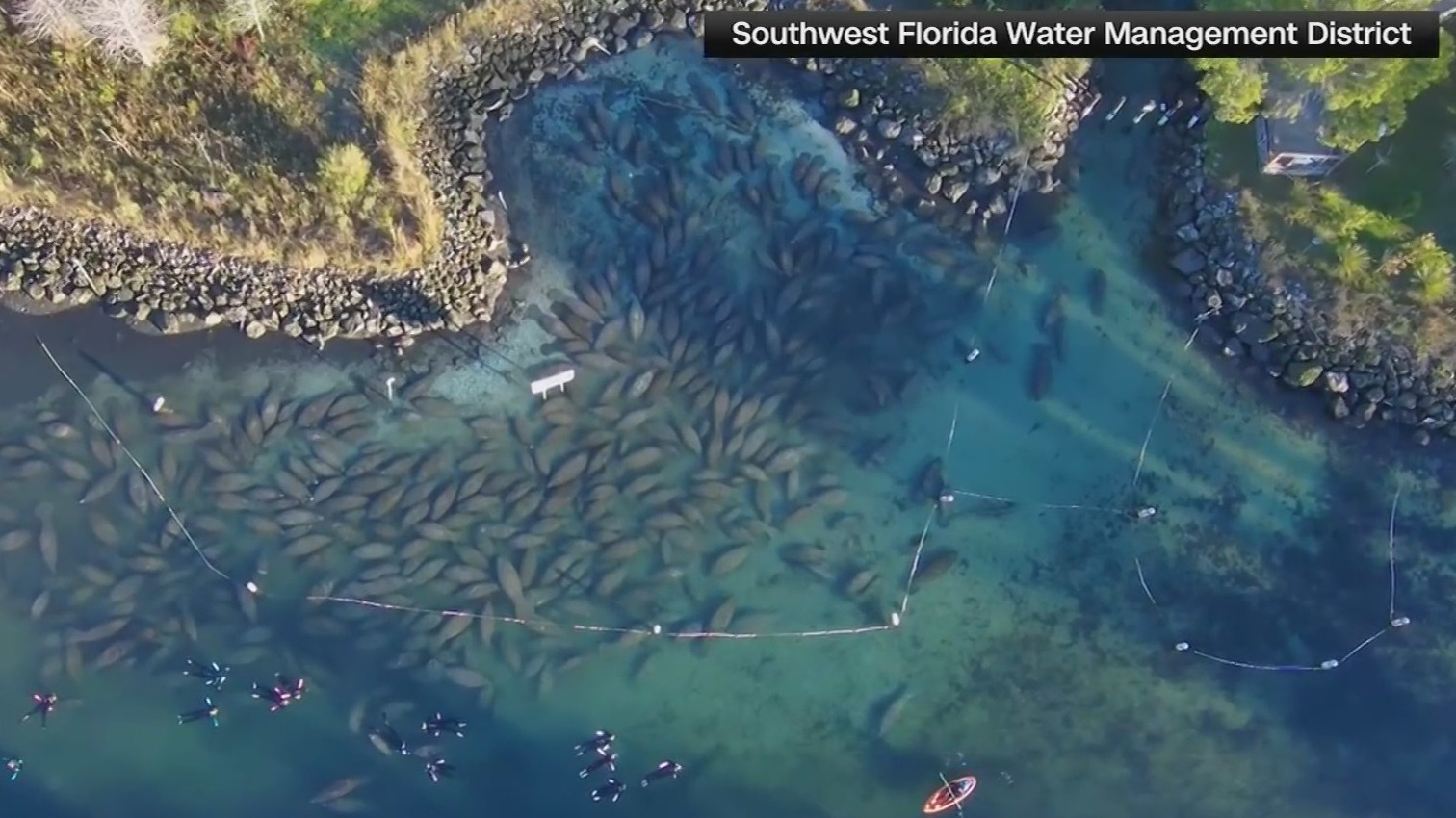 Manatees form cuddle puddle when temperatures drop in Florida