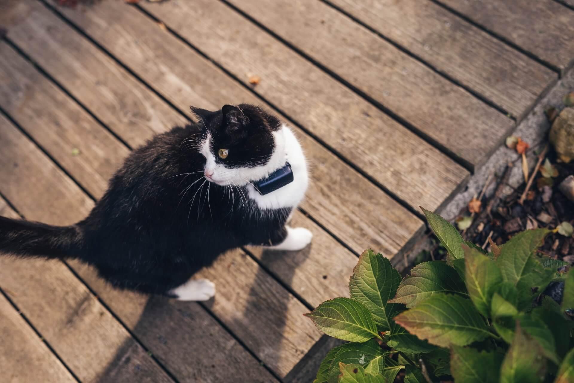 ¿Es malo no dejar salir a mi gato? Beneficios, riesgos y alternativas