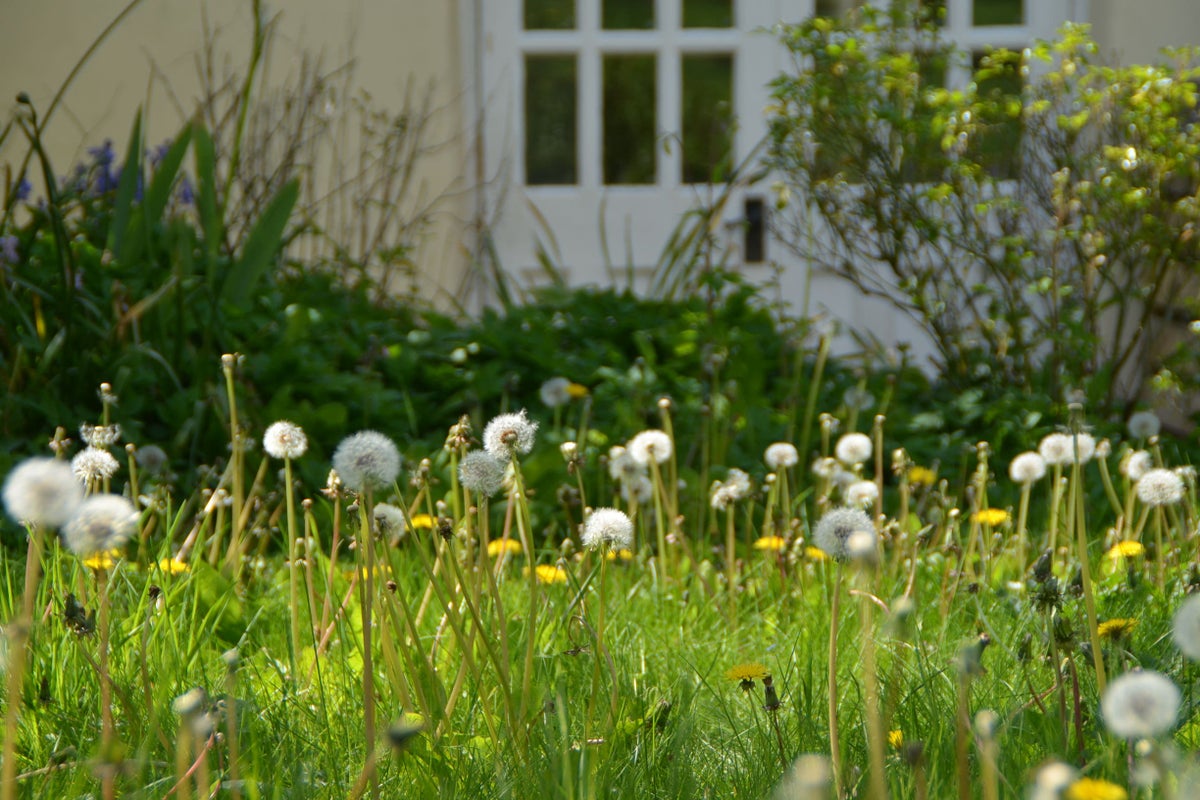 Daisies among plants blooming in winter due to climate change