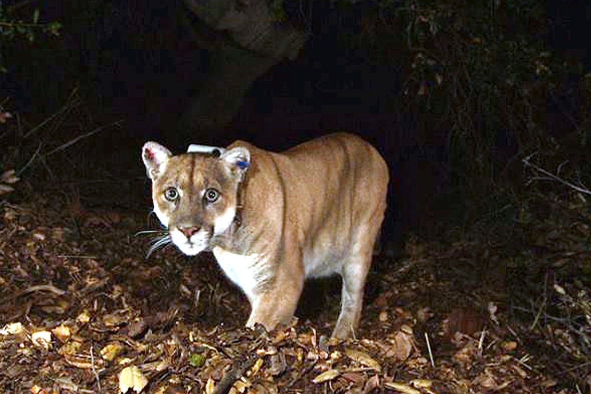 Woman killed by mountain lion in first fatal attack in 27 years<br><br>