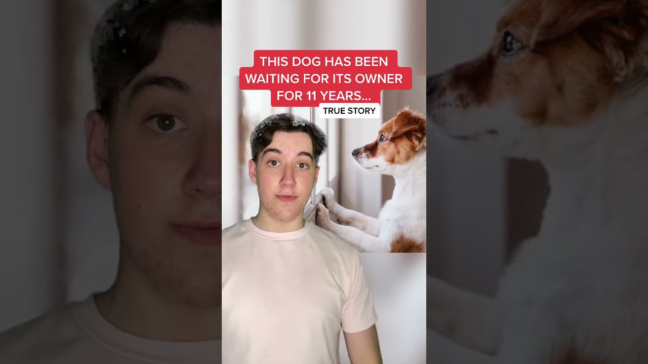 A dog reportedly waited for his owner for 11 years