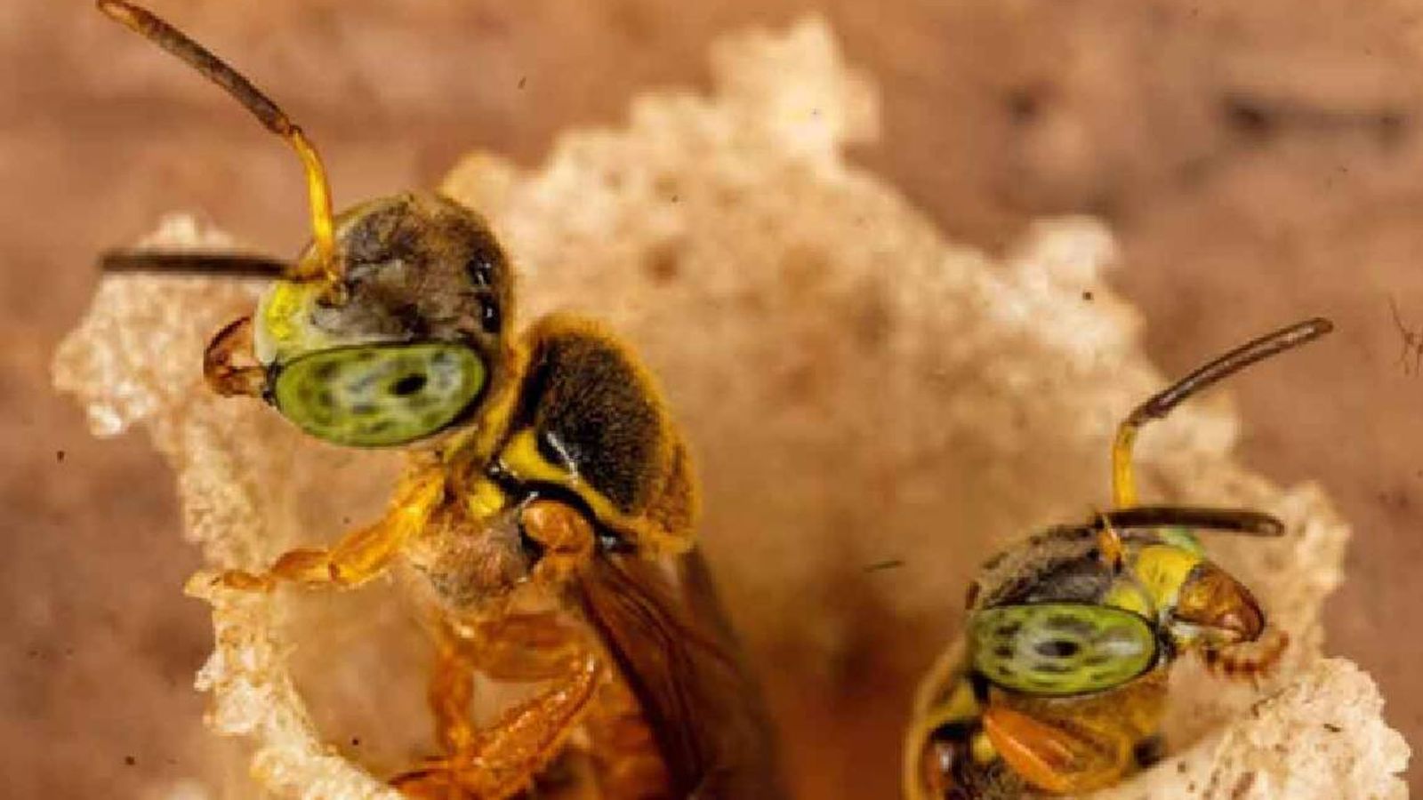 Este pueblo de Perú ha hecho historia. Las abejas sin aguijón se ...