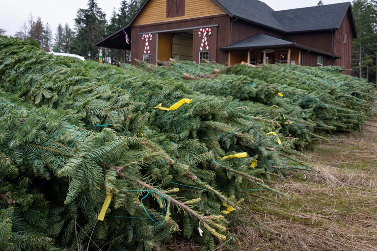 How to dispose of your Christmas tree in Eugene and Springfield