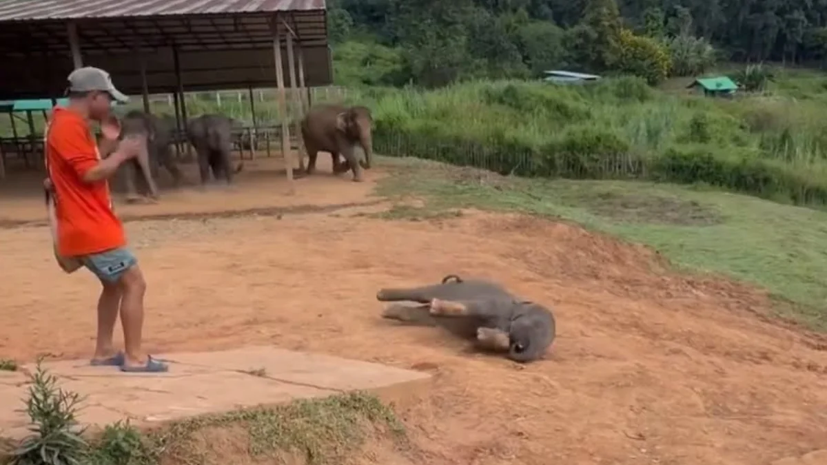 Bebê elefante cai e toda a família corre para ajudá-lo a se levantar