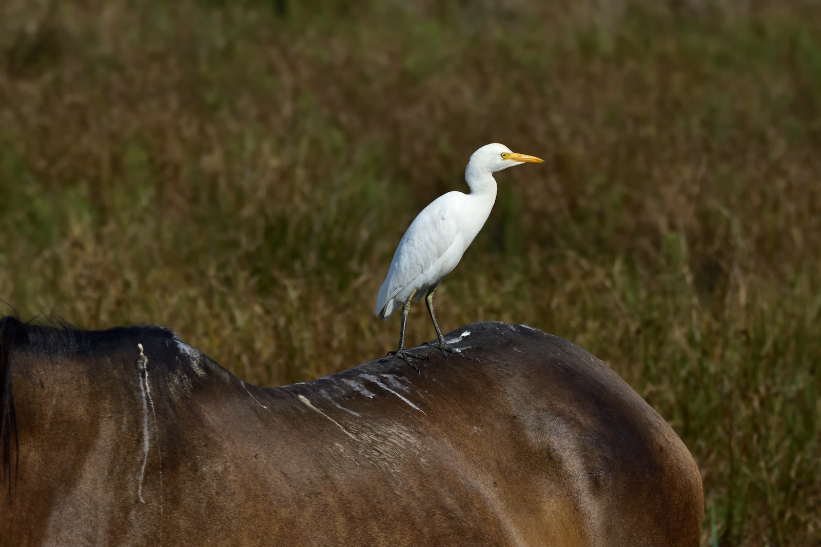 The insect-snatching bird that follows cows for an easy meal