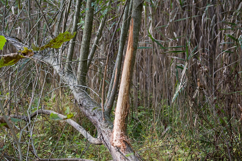 16 clues that reveal a mature buck is using an area regularly
