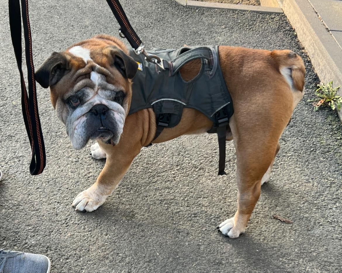 Englische Bulldogge Aus Dem Tierheim