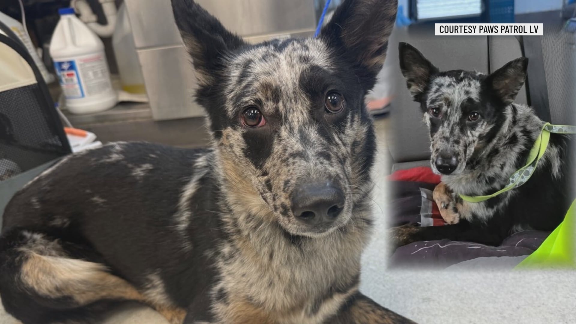 Animal rescue groups see surge in lost pets after New Year’s fireworks