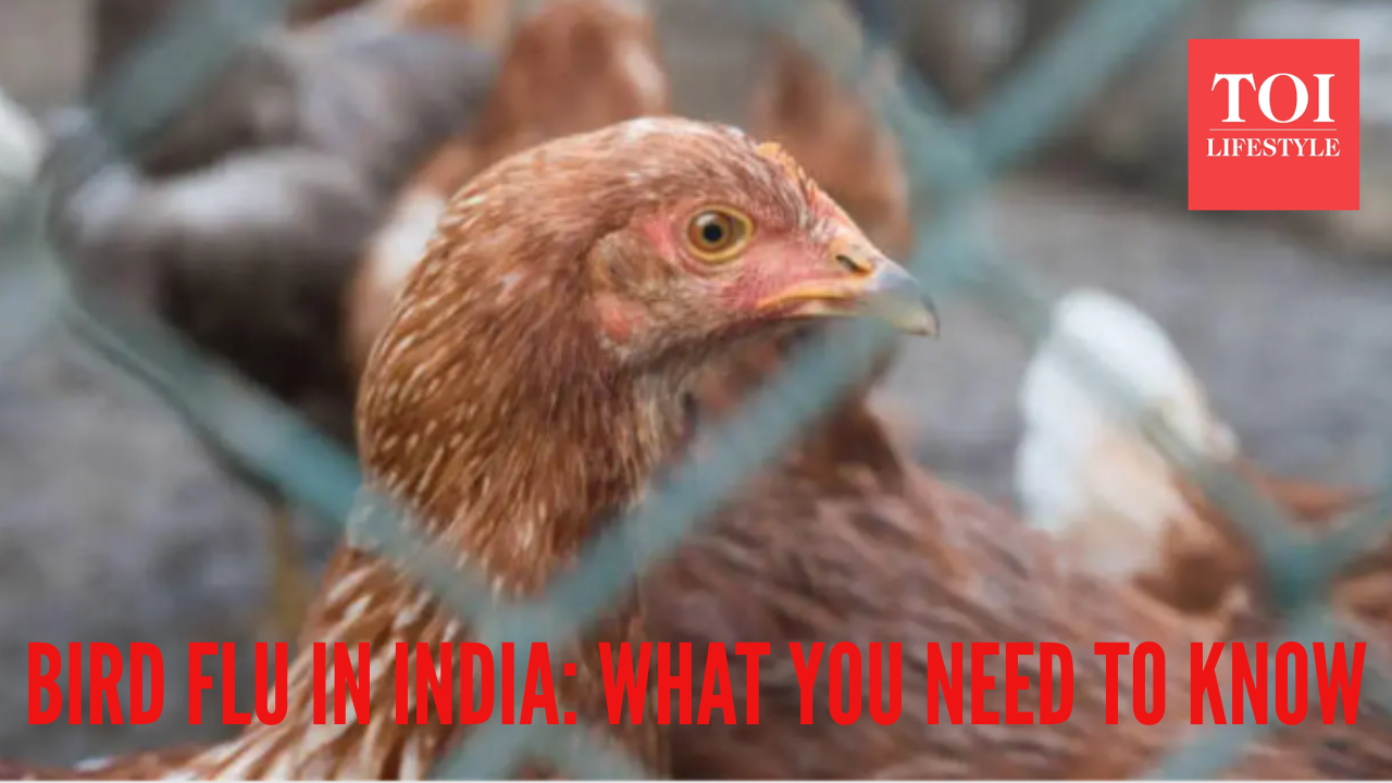 Bird flu outbreak in India: Early symptoms, preventive tips to know