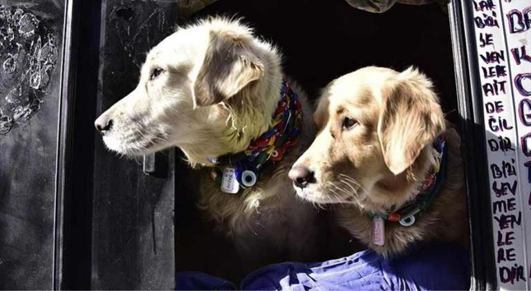 Köpek sayısı çocuk sayısını geçti! 10 yılda demografik yapıda çarpıcı değişim