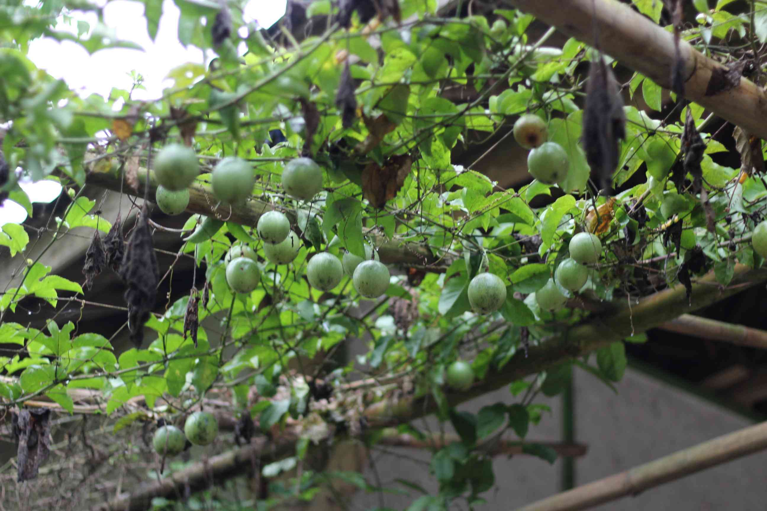 Manis Tanpa Gula di Kebun Kampung