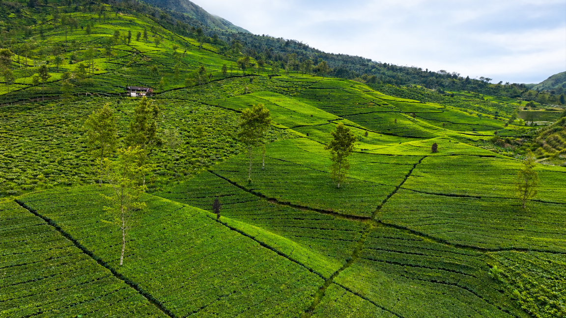 Endless green tea plantation hills