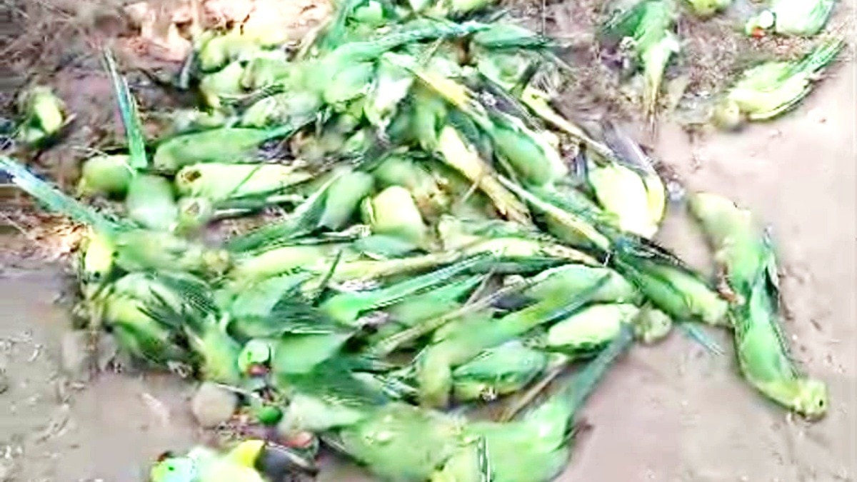 What's behind the mysterious death of 200 parrots on the banks of ...