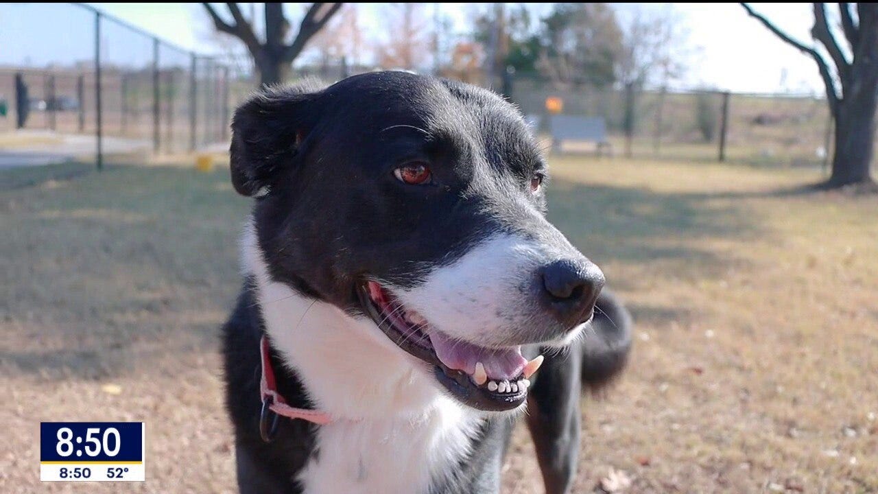 Dog of the day: Oreo