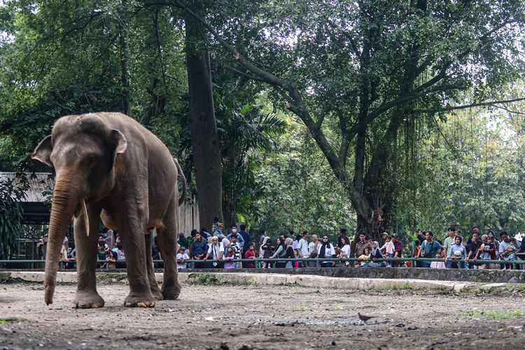 Ragunan Pecahkan Rekor 600 Ribu Pengunjung!