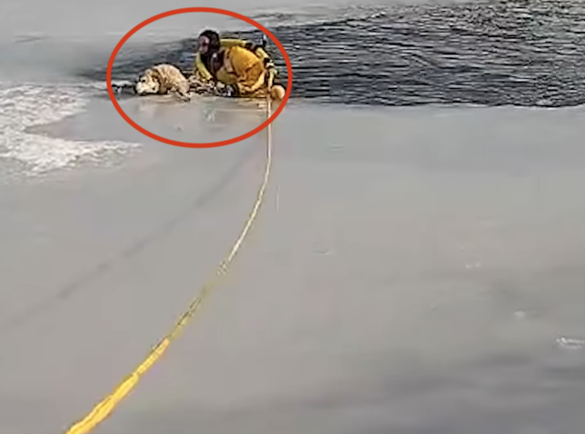 Watch: Hero officer crawls onto thin ice to save drowning dog