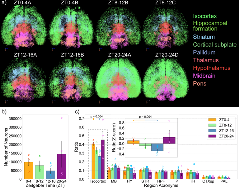 All day brain tracking helps scientists finally decode fatigue