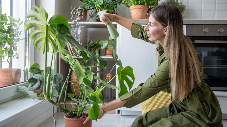 Not once a day, not once a week: How often to water monstera plants in  winter