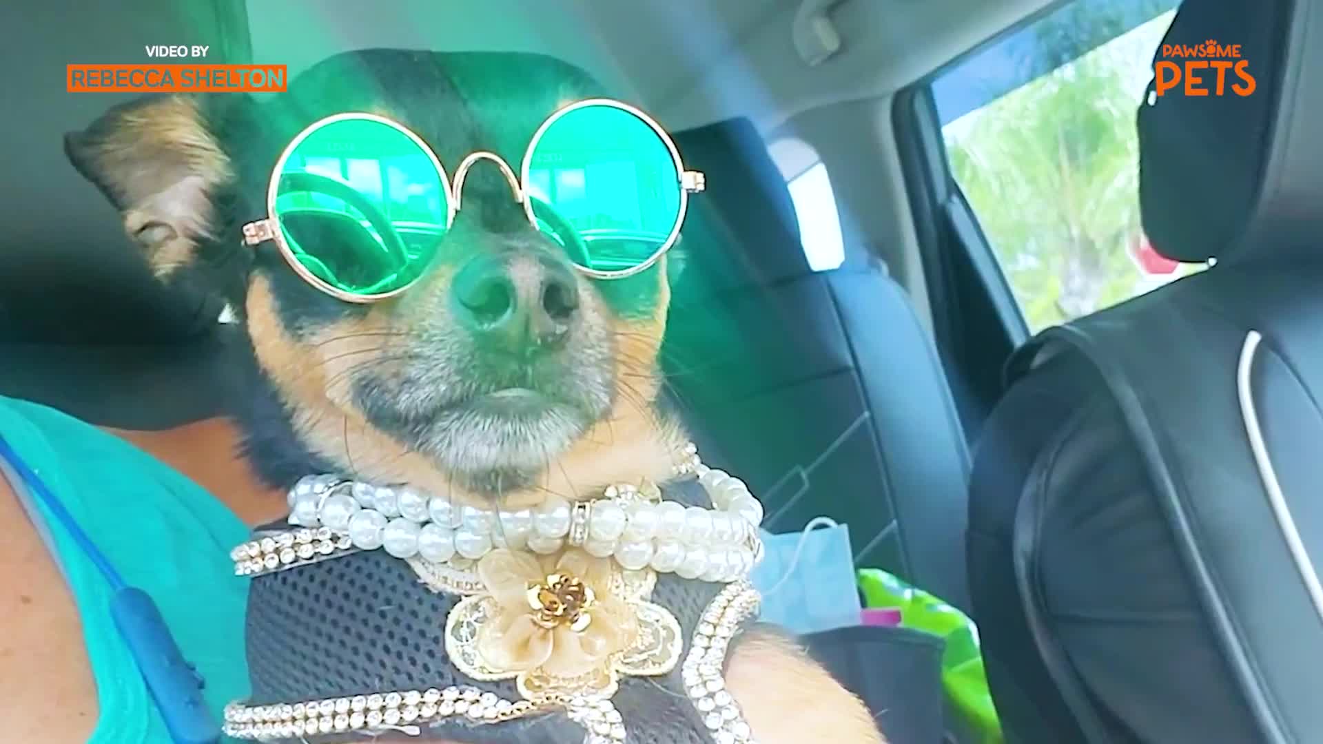 Designer dog has wardrobe worth over 10K