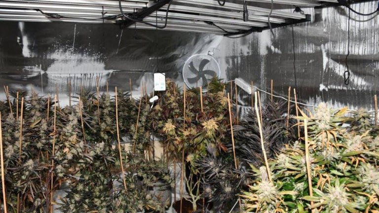 Cannabis plants worth over €2m seized in Westmeath garda operation
