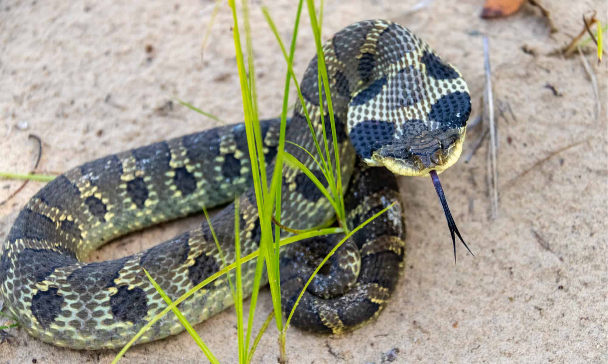 Think all snakes are fast? These 7 barely move