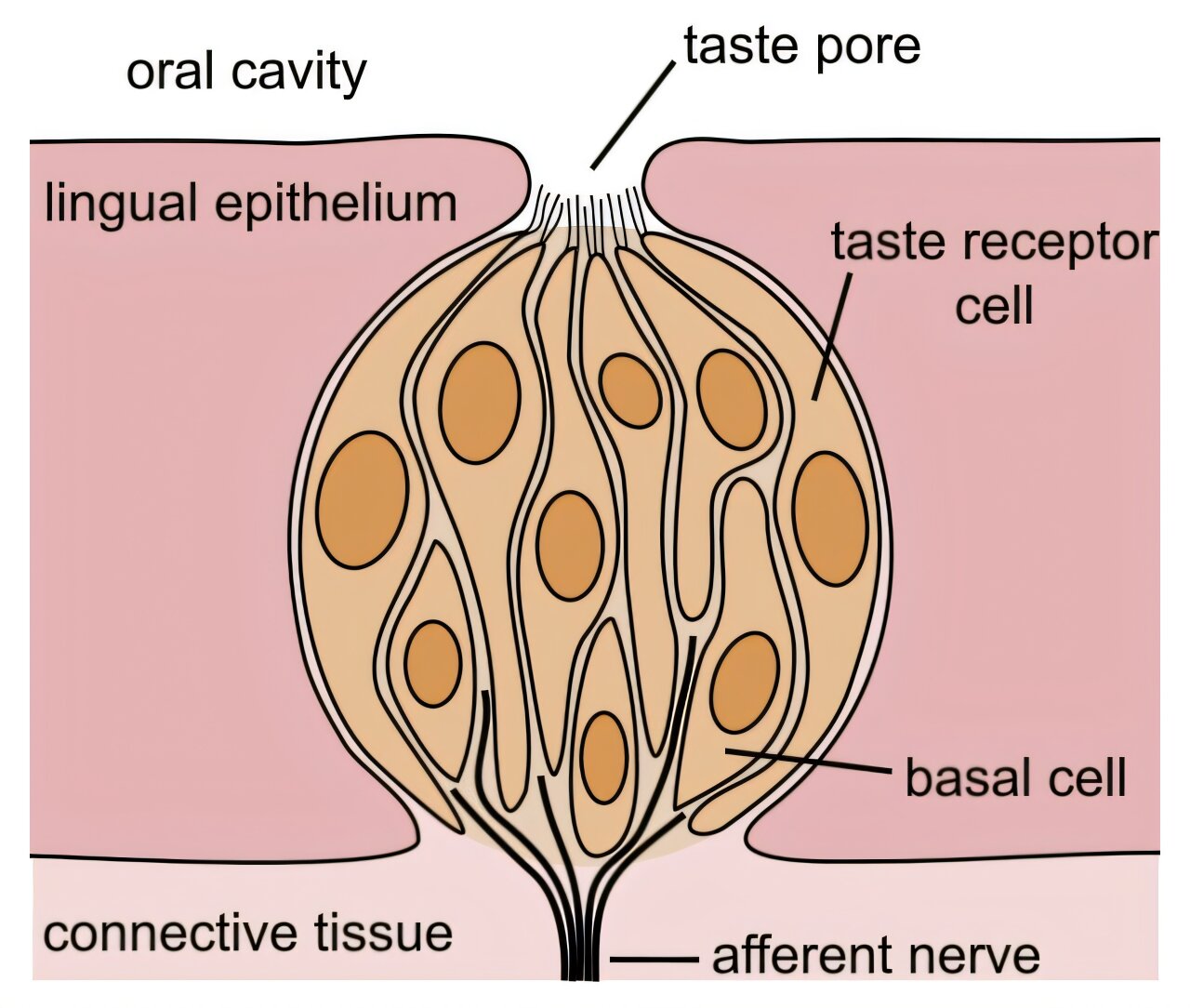 Taste buds: From flavor explosions to muted meals—why our taste changes ...