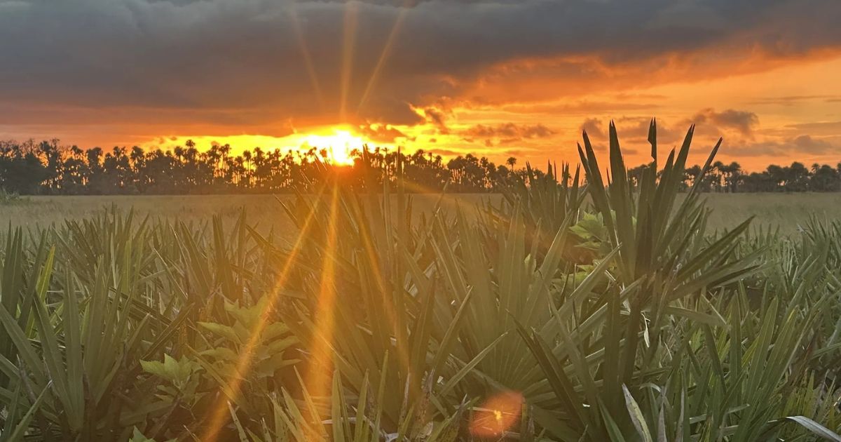 Discover the hidden natural wonder in this small Florida town