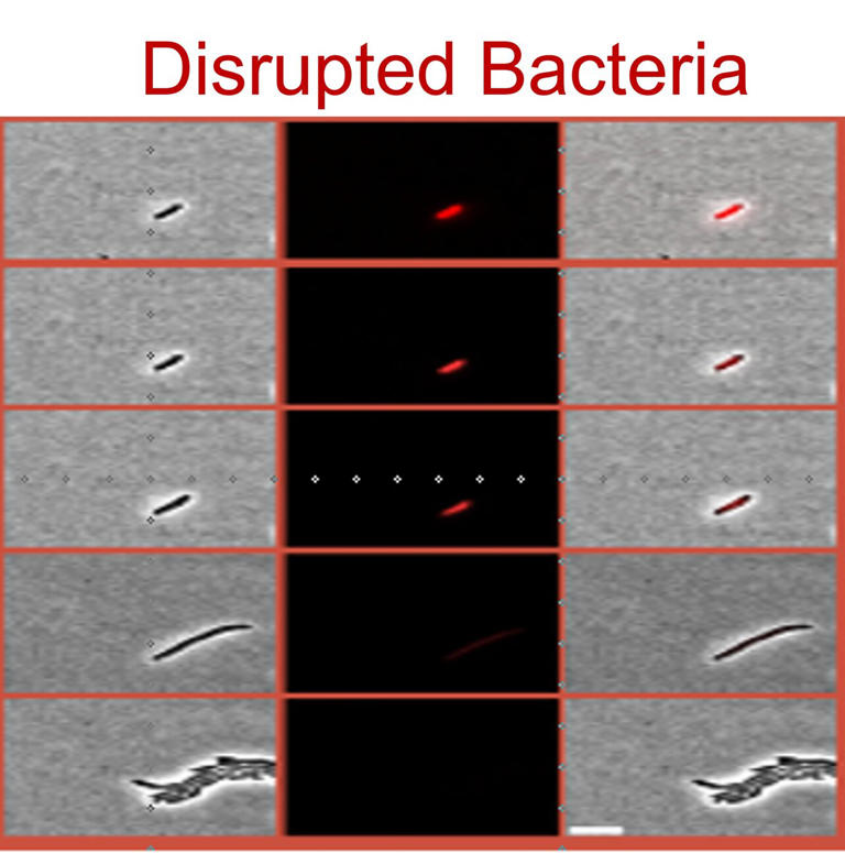 Bacteria reveal second 'shutdown mode' for surviving antibiotic treatment