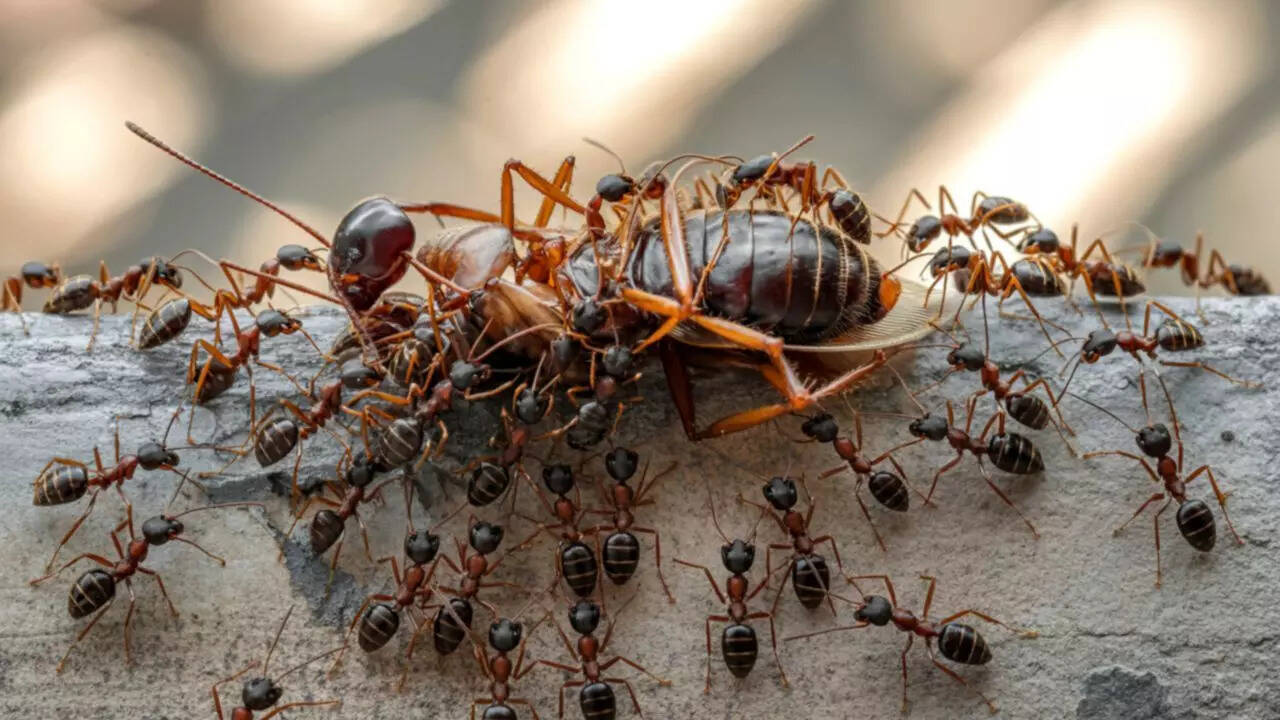 Why lizards, rats, cockroaches, ants and spiders show up in your home ...