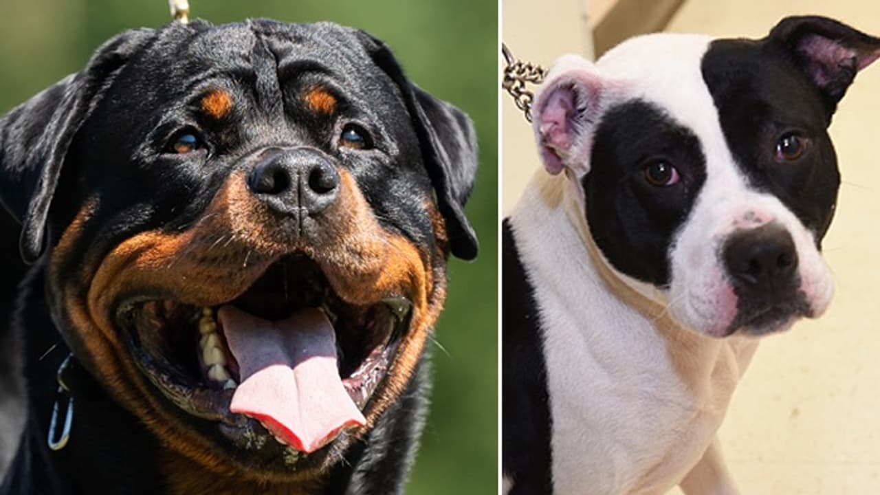 Rottweilers to pit bulls: 7 dog breeds blacklisted by insurance ...