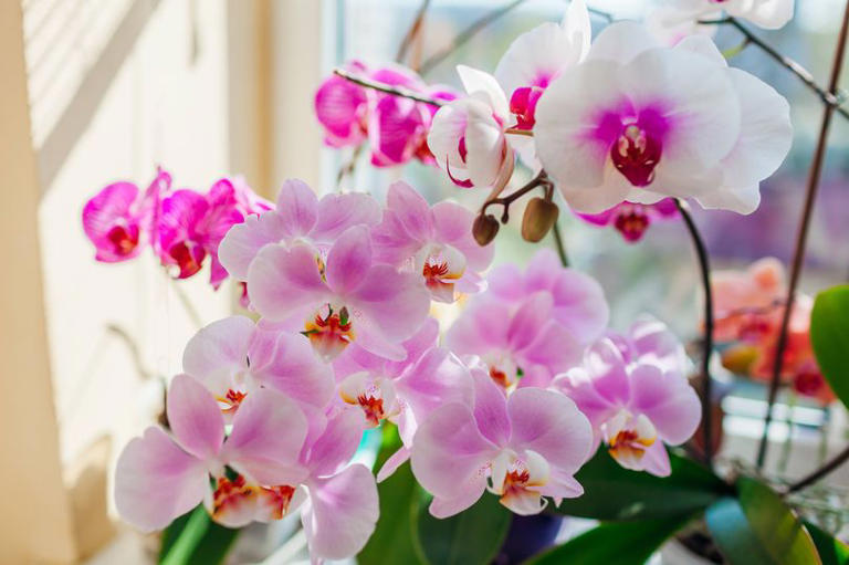 Orchids will grow beautiful blooms if you avoid making 1 simple mistake