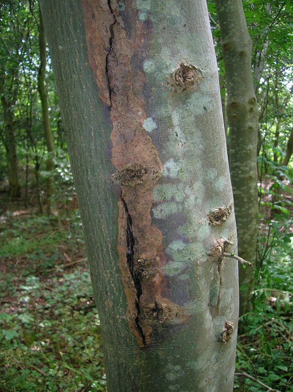The best way to protect young trees from winter sunscald
