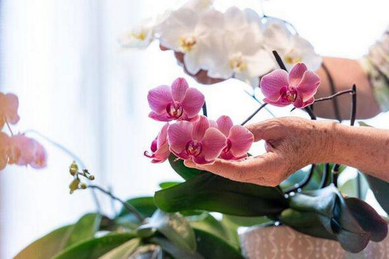 Orchids will grow beautiful blooms if you avoid making 1 simple mistake