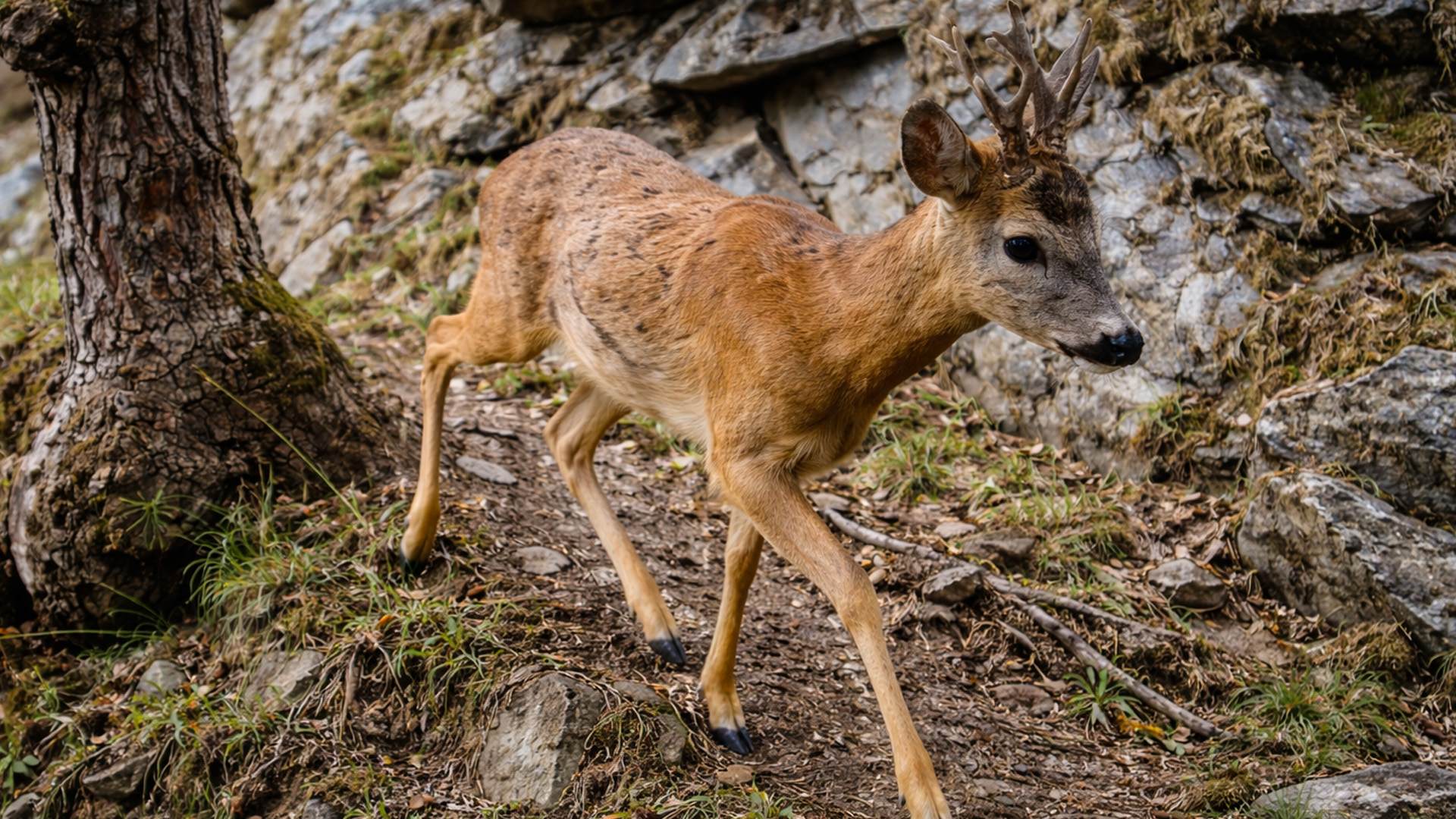 Une caméra discrète capture un visiteur inattendu en forêt