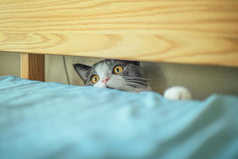 Where is a cat happiest? These 7 environments reveal it