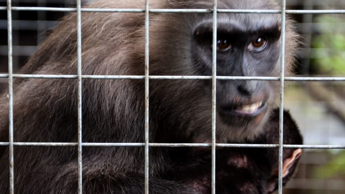 AA1TtLMU Macaca maura, Primata Endemik Indonesia yang Terlupakan