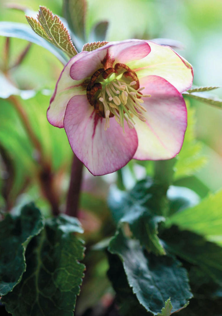 クリスマスローズ　リトルビーストファントム（ムルチフィダス系） MSN