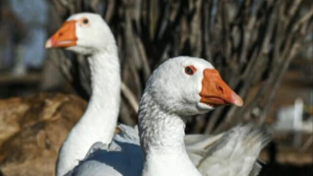 A bittersweet update to the goose love story that touched so many