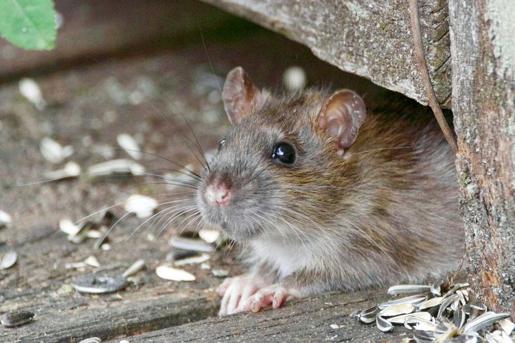 Cara cepat menghilangkan bau tikus di rumah