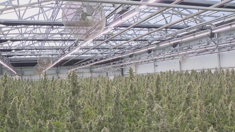 East Texas vape shop sues DSHS to block new hemp rules scheduled to ...